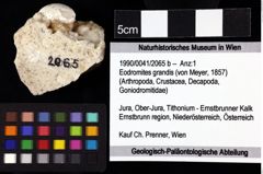 Foto (Objket + Etiketten) von Eodromites grandis (von Meyer, 1857) 